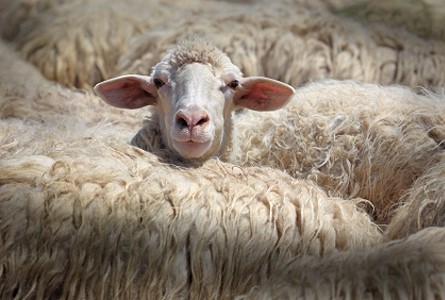 Stock photo of a sheep.