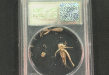 GreatCollections Offering the Cricket in the PCGS Sample Slab