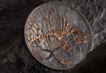 New Evolution of Life Coin Features Synapsid Edaphosaurus Fossil