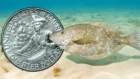 Another fish story? Bicentennial quarter dollars are purportedly worth millions according to some websites.